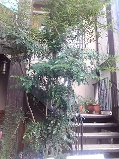 e0094325_17522859.jpg