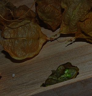 e0108126_18564847.jpg