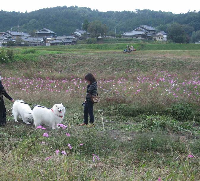コスモスまつり_b0177436_1353552.jpg