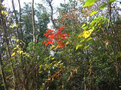 e0110940_2374067.jpg