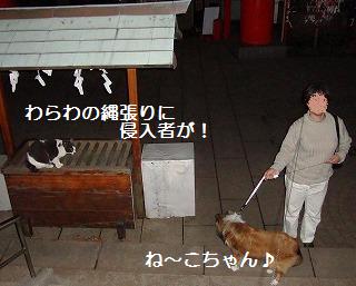 江ノ島でネコちゃんに会いました♪_e0195743_19169.jpg