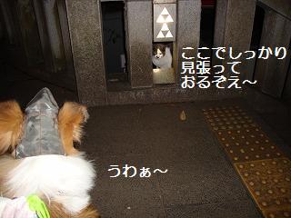 江ノ島でネコちゃんに会いました♪_e0195743_193187.jpg