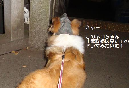 江ノ島でネコちゃんに会いました♪_e0195743_194713.jpg