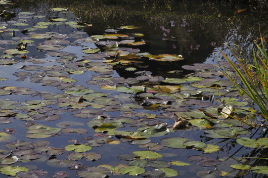 c0093046_7184636.gif
