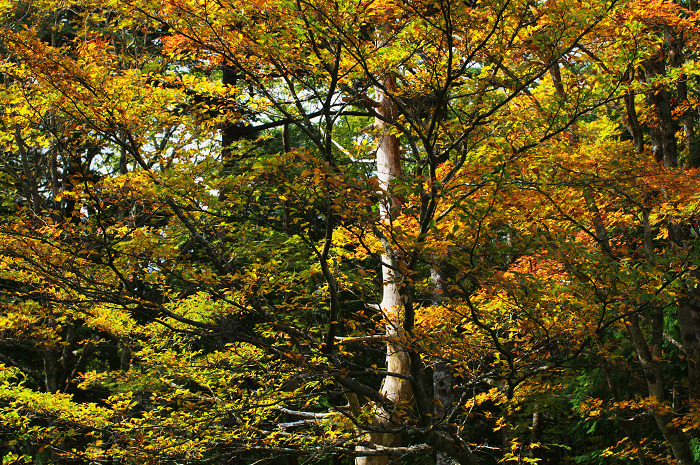 秋の道（大台ヶ原）_f0155048_222225.jpg