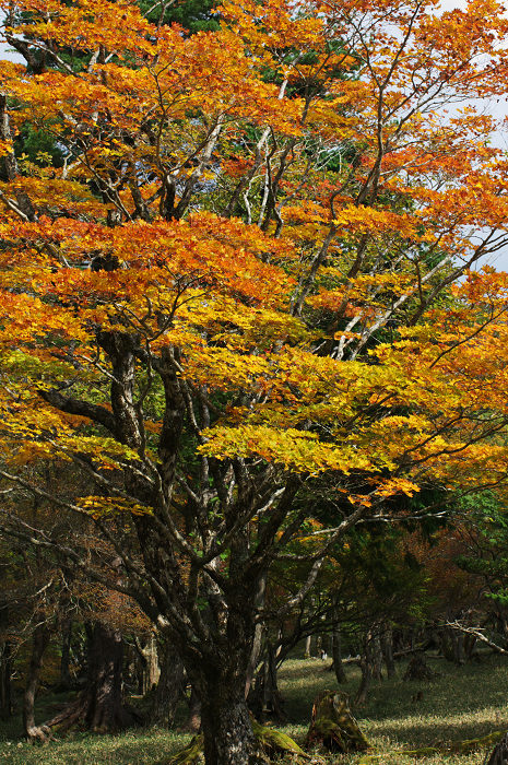 秋の道（大台ヶ原）_f0155048_2224043.jpg