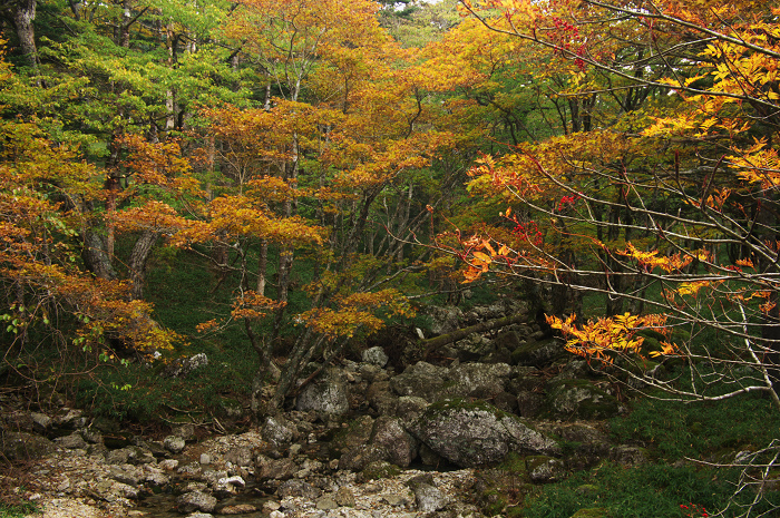 秋の道（大台ヶ原）_f0155048_2261053.jpg