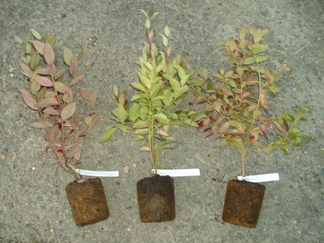 f0018078_1928416.jpg