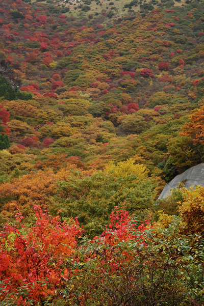 紅葉まだかな～♪Ⅱ_c0152779_1532574.jpg