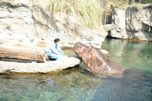 天王寺動物園①　：ヒポ_d0063983_21241195.jpg