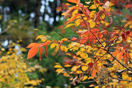 岡山県立森林公園_e0190885_175511100.jpg