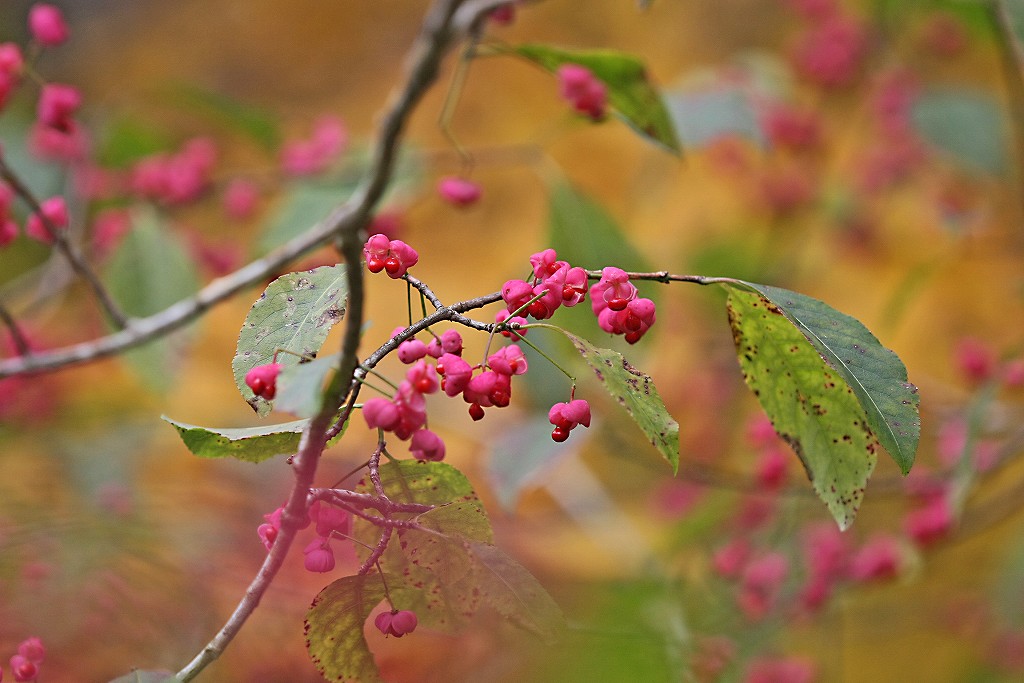 岡山県立森林公園_e0190885_17552441.jpg