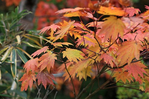 岡山県立森林公園_e0190885_17572463.jpg