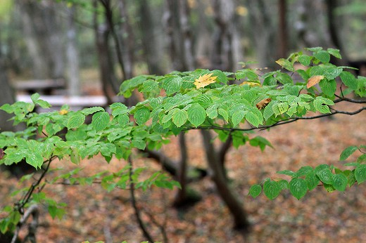 岡山県立森林公園_e0190885_17573064.jpg