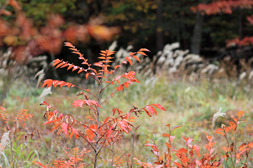 岡山県立森林公園_e0190885_1757389.jpg