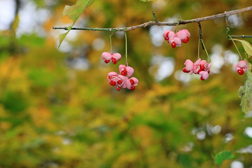 岡山県立森林公園_e0190885_17581858.jpg