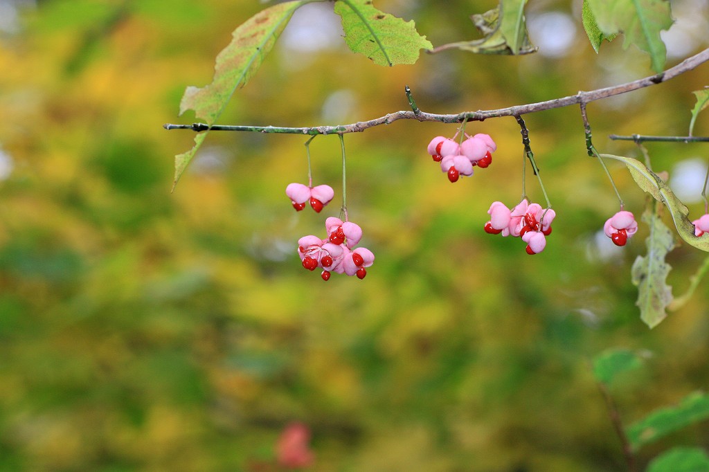 岡山県立森林公園_e0190885_17582984.jpg