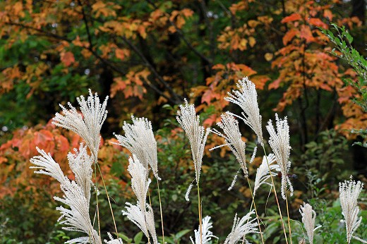 岡山県立森林公園_e0190885_17583648.jpg