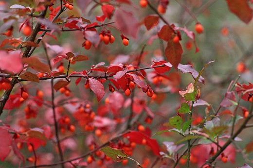 岡山県立森林公園_e0190885_17584426.jpg