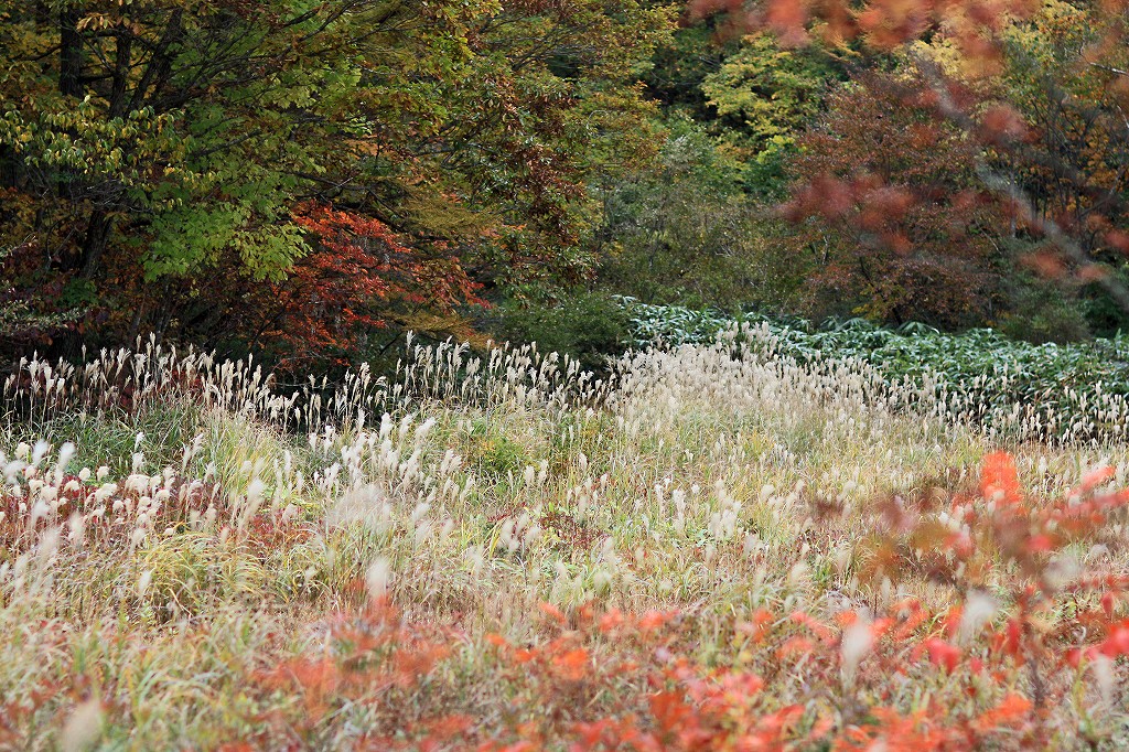 岡山県立森林公園_e0190885_1758669.jpg