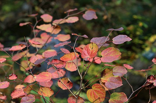 岡山県立森林公園_e0190885_17593455.jpg