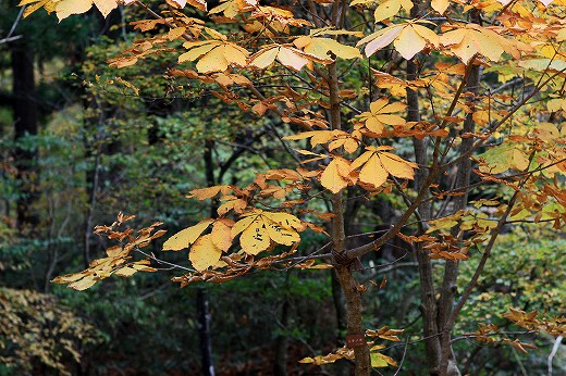 岡山県立森林公園_e0190885_1759406.jpg