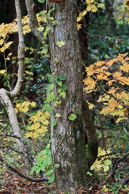 岡山県立森林公園_e0190885_17595763.jpg