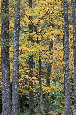 岡山県立森林公園_e0190885_1759917.jpg