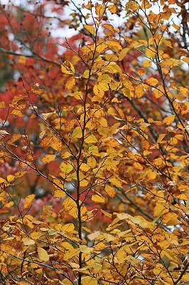 岡山県立森林公園_e0190885_1801015.jpg