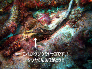 うぁお~ 最高じゃないですか! ラチャヤイ島_f0144385_2345565.jpg