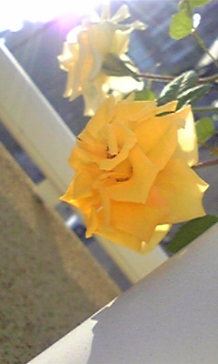 a0026089_822536.jpg