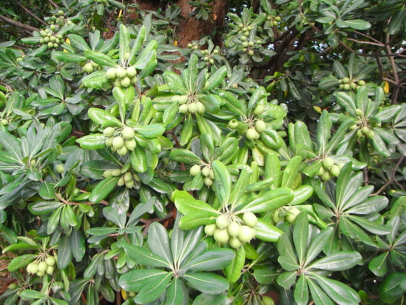 f0204094_2136222.jpg