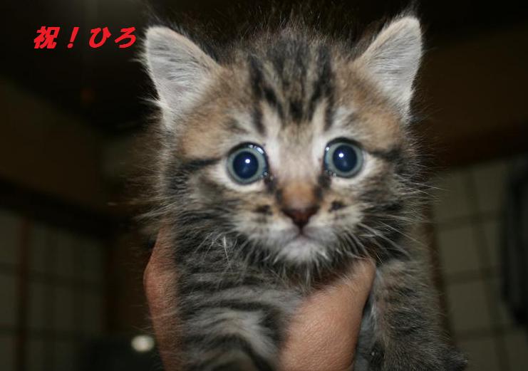 第2回 ちばわんねこ親会(西大井)のご報告_b0087400_00089.jpg