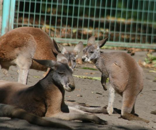 困った顔のカンガルー_c0155902_20483250.jpg