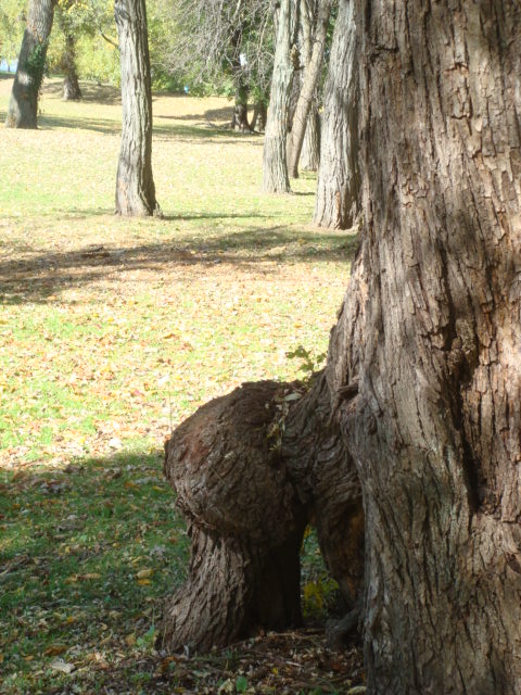 e0147716_602776.jpg