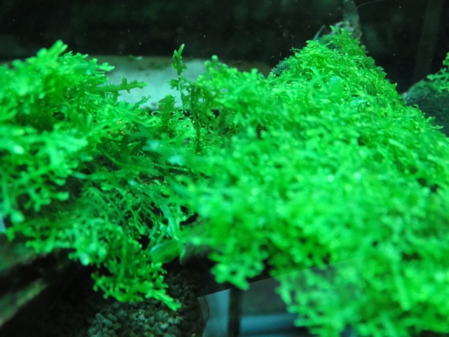 水草・日本産淡水魚_f0189122_9401110.jpg