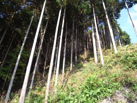 吉野の杜 2009 下見に行く_c0124828_22385869.jpg