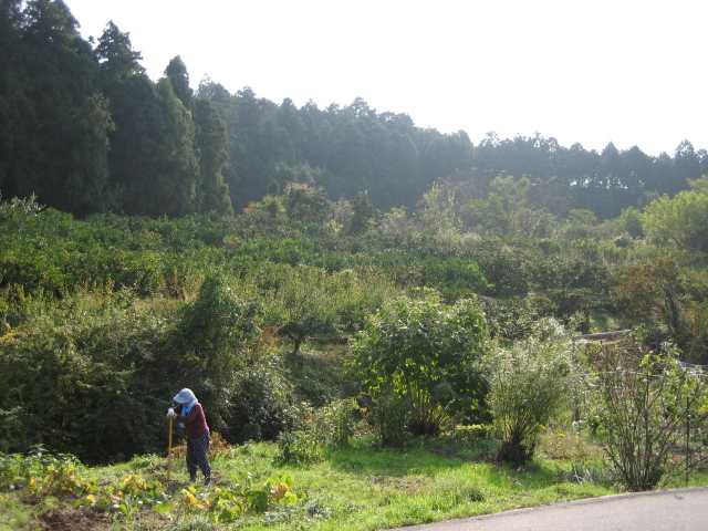 良い天気なんで山の辺の道を・・・_d0135633_14135227.jpg