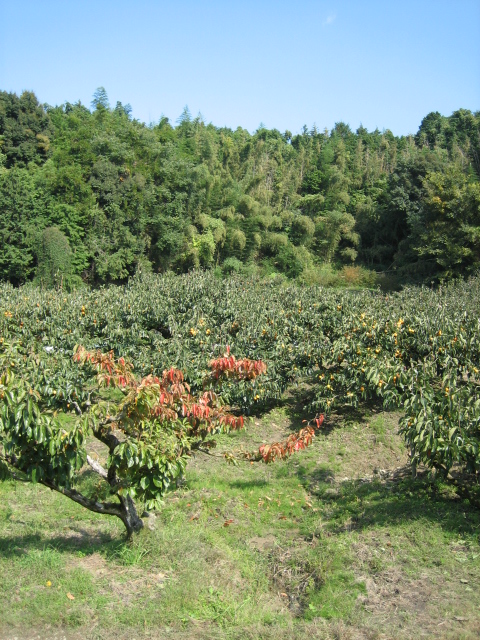 良い天気なんで山の辺の道を・・・_d0135633_1461197.jpg