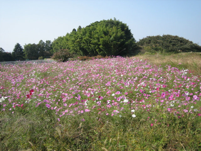 良い天気なんで山の辺の道を・・・_d0135633_146411.jpg