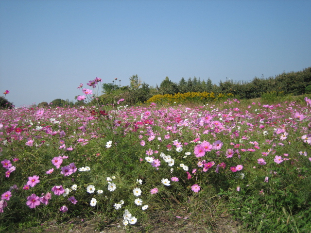 良い天気なんで山の辺の道を・・・_d0135633_147573.jpg