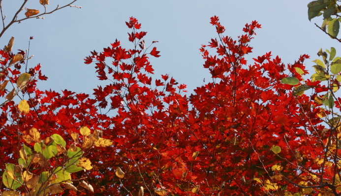 霧島の紅葉_c0144038_2172787.jpg