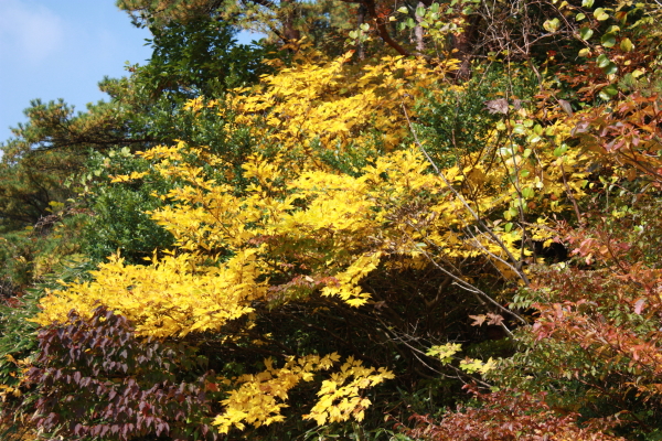 霧島の紅葉_c0144038_2185891.jpg