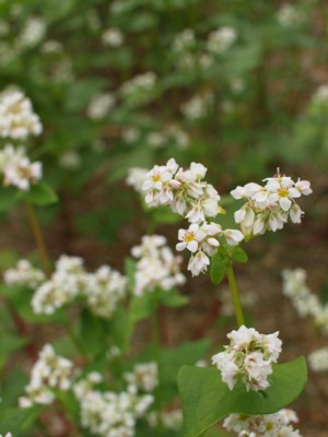 c0119142_2302847.jpg