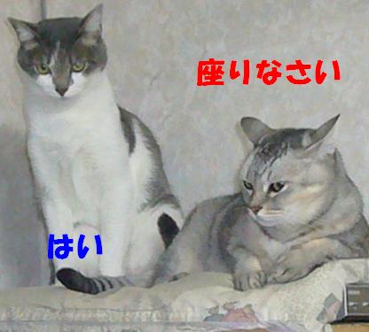 迷える子羊_f0002743_1034084.jpg