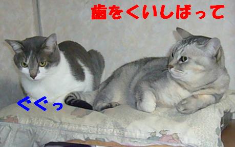 迷える子羊_f0002743_10342171.jpg