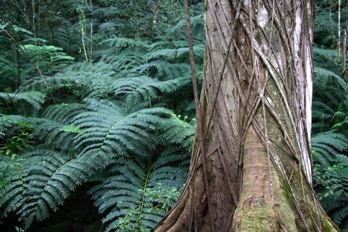 Manoa Falls Trail_c0168945_335776.jpg