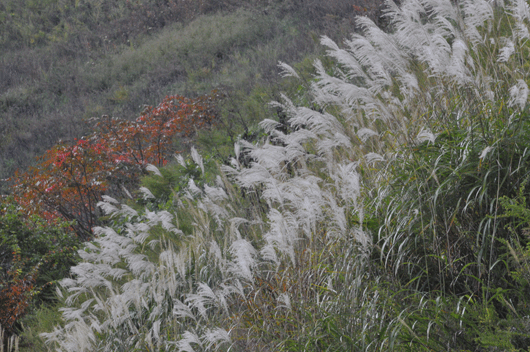 c0093046_7441454.gif