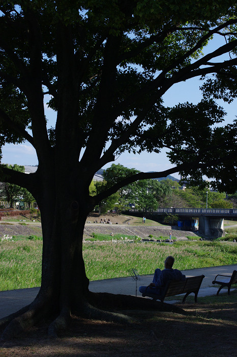 鴨川で木陰のおねぇさんを..._f0152550_2114437.jpg
