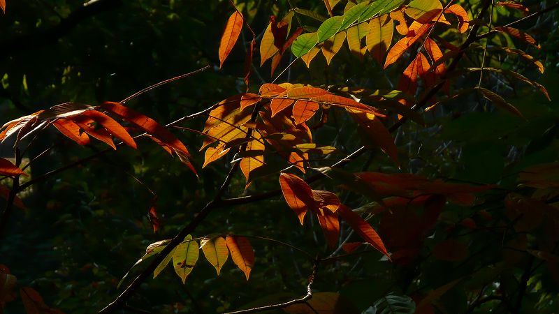 秋色探し 秋色点描 （伏見 北堀公園＆伏見桃山城 ）（2009年10月30日)_c0119555_22283357.jpg